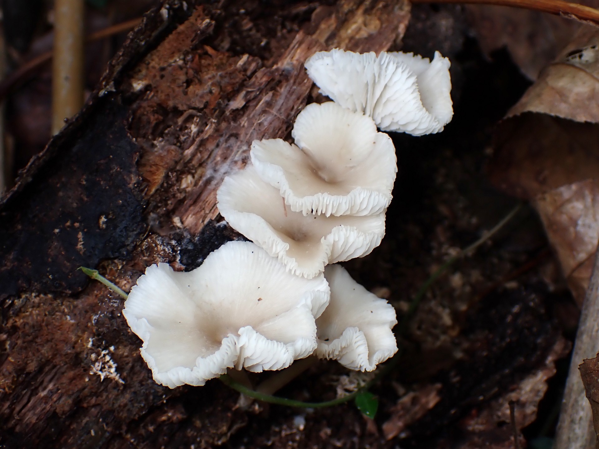 白チャワン形きのこ の高画質写真です。横浜市で、2025年9月20日に撮影したものです。