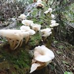 白チャワン形きのこ の高画質写真です。横浜市で、2025年9月20日に撮影したものです。