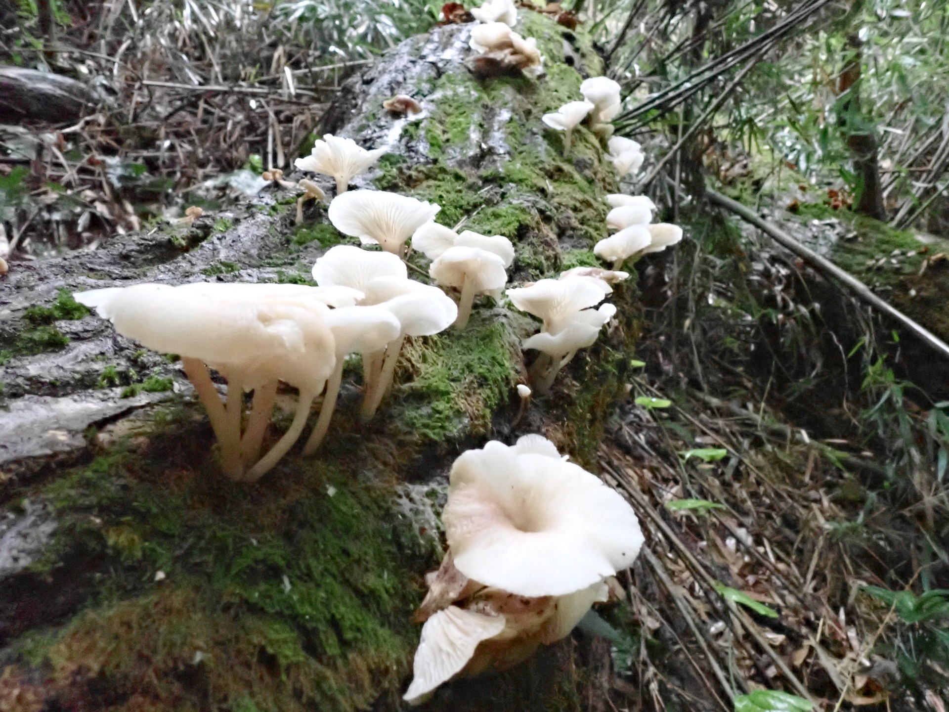 白チャワン形きのこ の高画質写真です。横浜市で、2025年9月20日に撮影したものです。