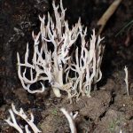 シロヒメホウキタケ の高画質写真です。横浜市で、2025年9月21日に撮影したものです。