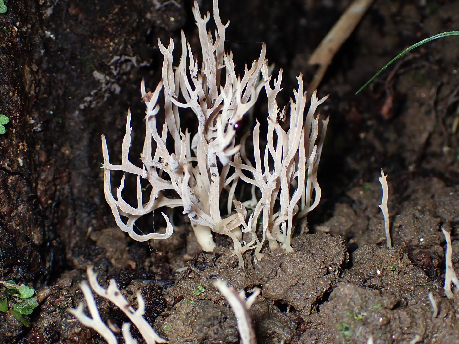 シロヒメホウキタケ の高画質写真です。横浜市で、2025年9月21日に撮影したものです。