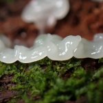 白い不明菌 の高画質写真です。横浜市で、2025年9月18日に撮影したものです。