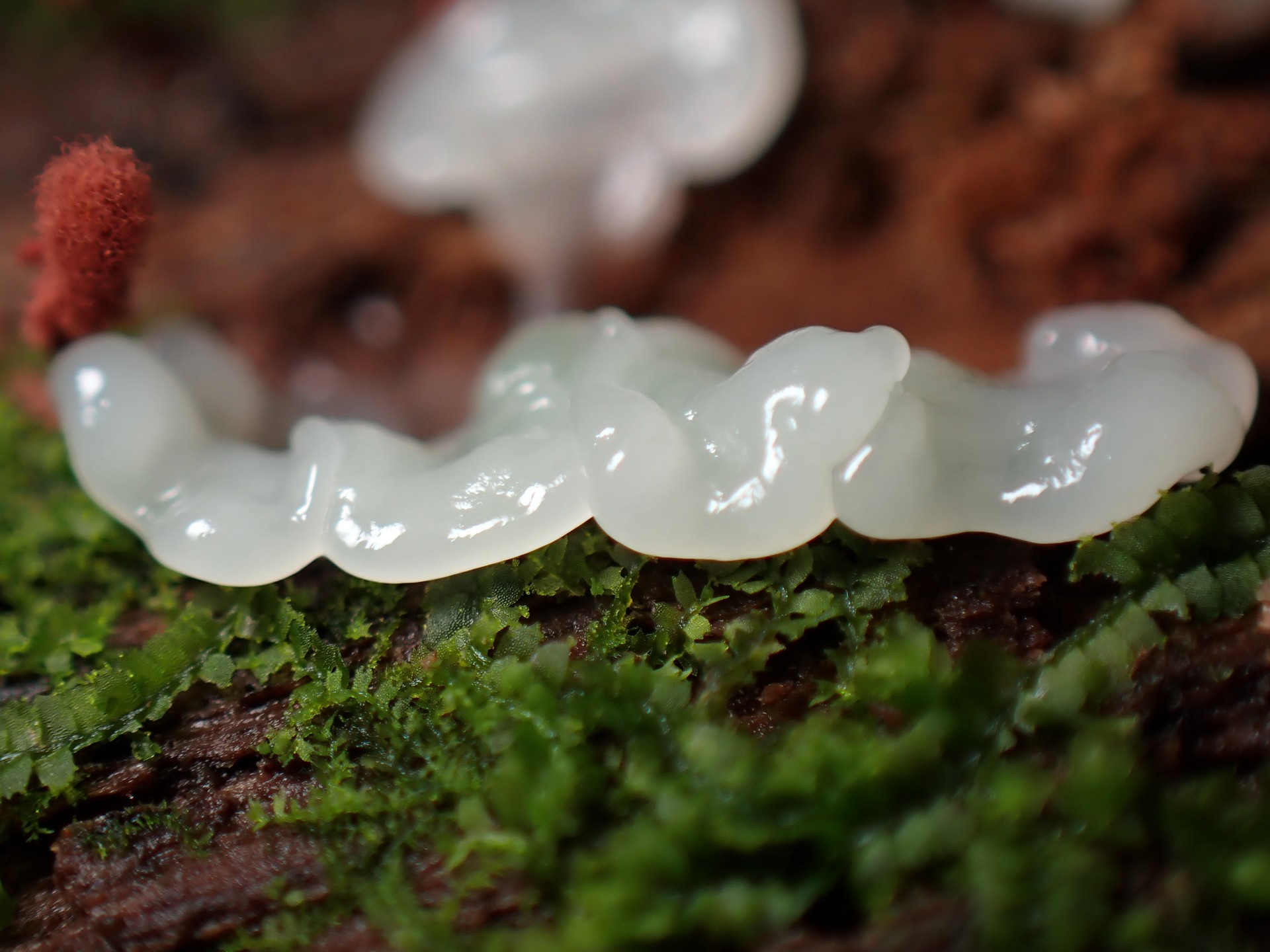 白い不明菌 の高画質写真です。横浜市で、2025年9月18日に撮影したものです。