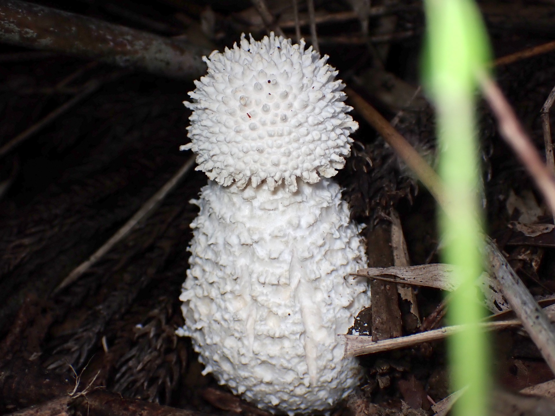シロオニタケ の高画質写真です。横浜市で、2025年9月25日に撮影したものです。