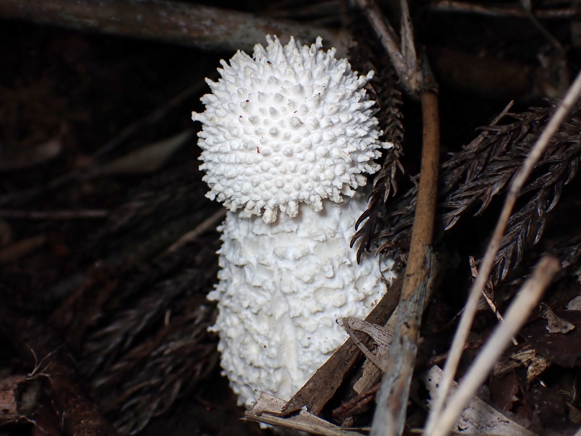 シロオニタケ の高画質写真です。横浜市で、2025年9月25日に撮影したものです。