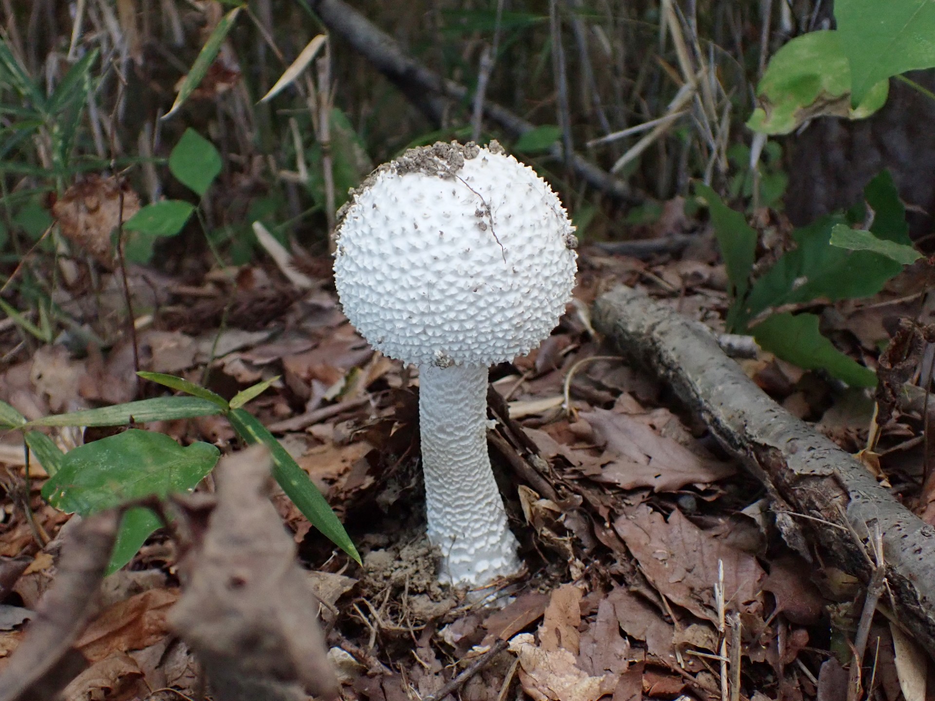 シロオニタケ の高画質写真です。横浜市で、2025年9月25日に撮影したものです。