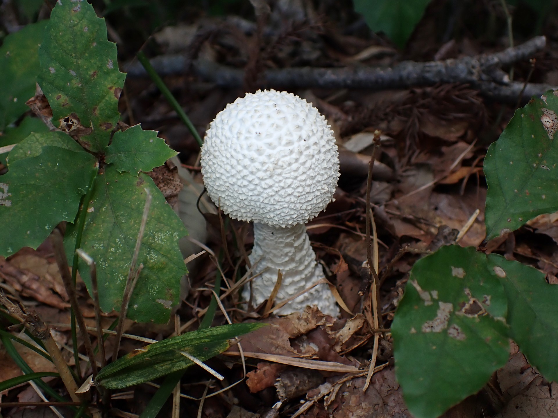 シロオニタケ の高画質写真です。横浜市で、2025年9月25日に撮影したものです。