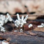 シロウツボホコリ の高画質写真です。横浜市で、2025年9月9日に撮影したものです。