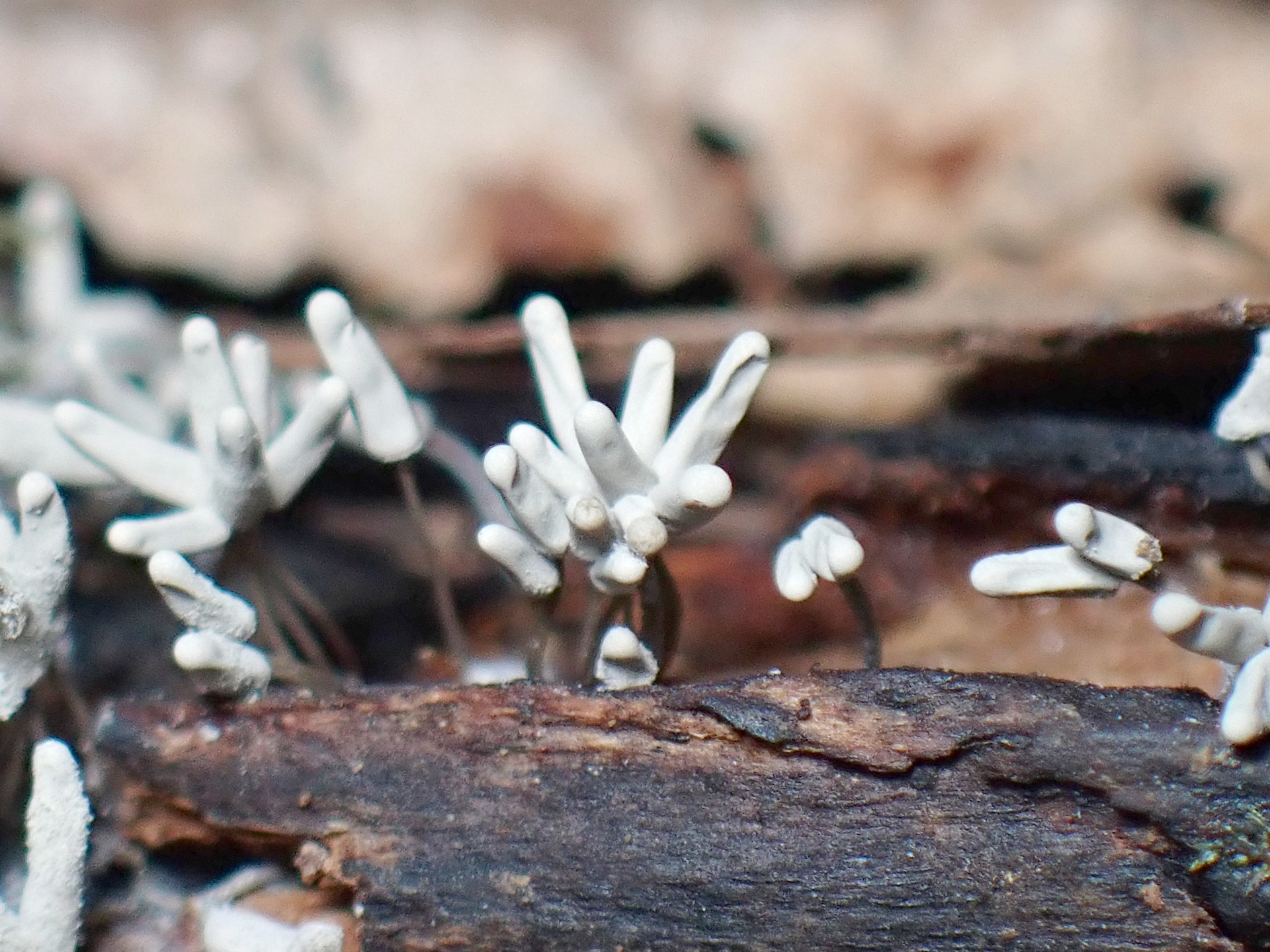 シロウツボホコリ の高画質写真です。横浜市で、2025年9月9日に撮影したものです。