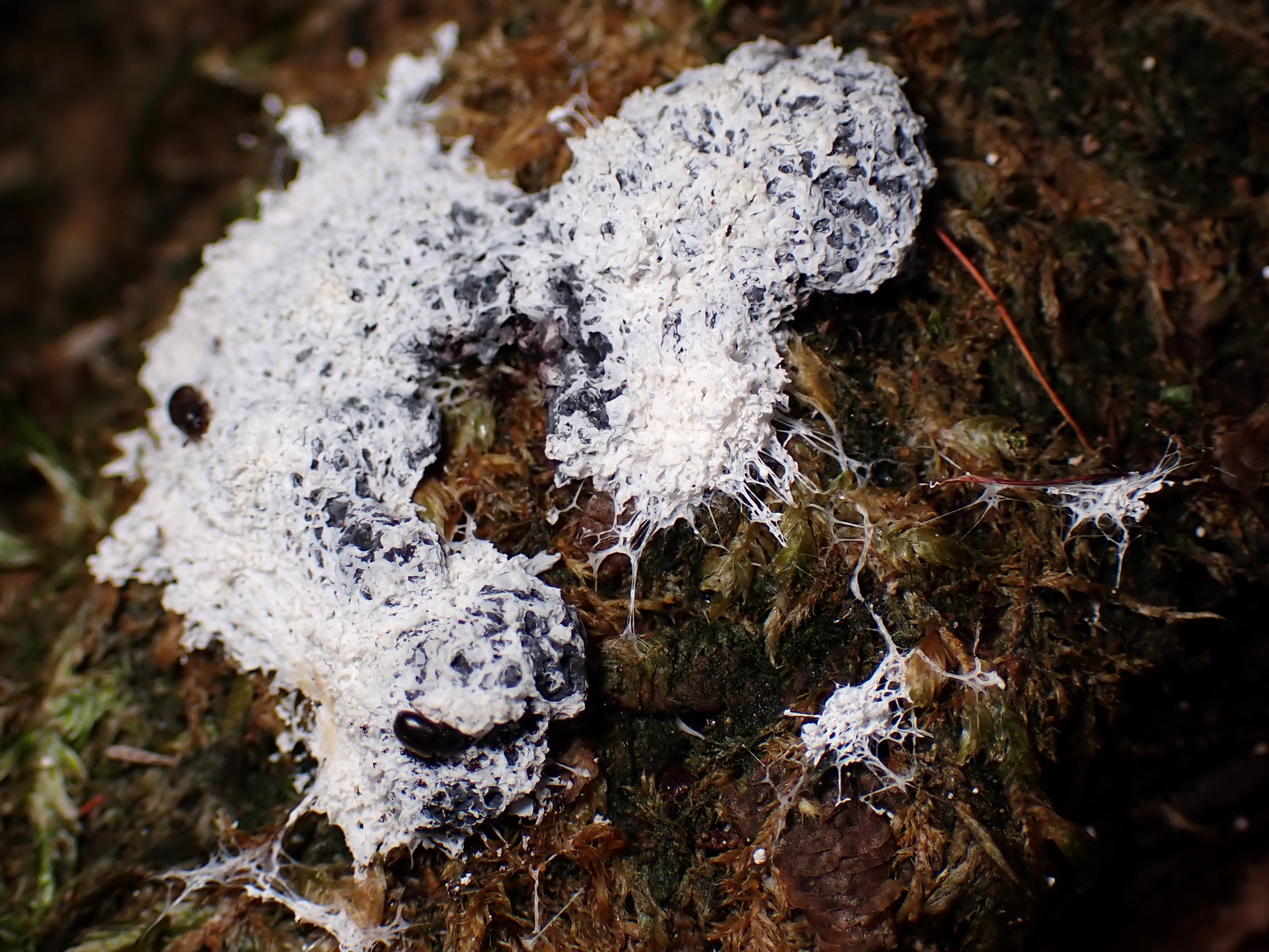 ススホコリの仲間 の高画質写真です。横浜市で、2025年9月7日に撮影したものです。