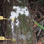 ススホコリの仲間 の高画質写真です。横浜市で、2025年9月2日に撮影したものです。