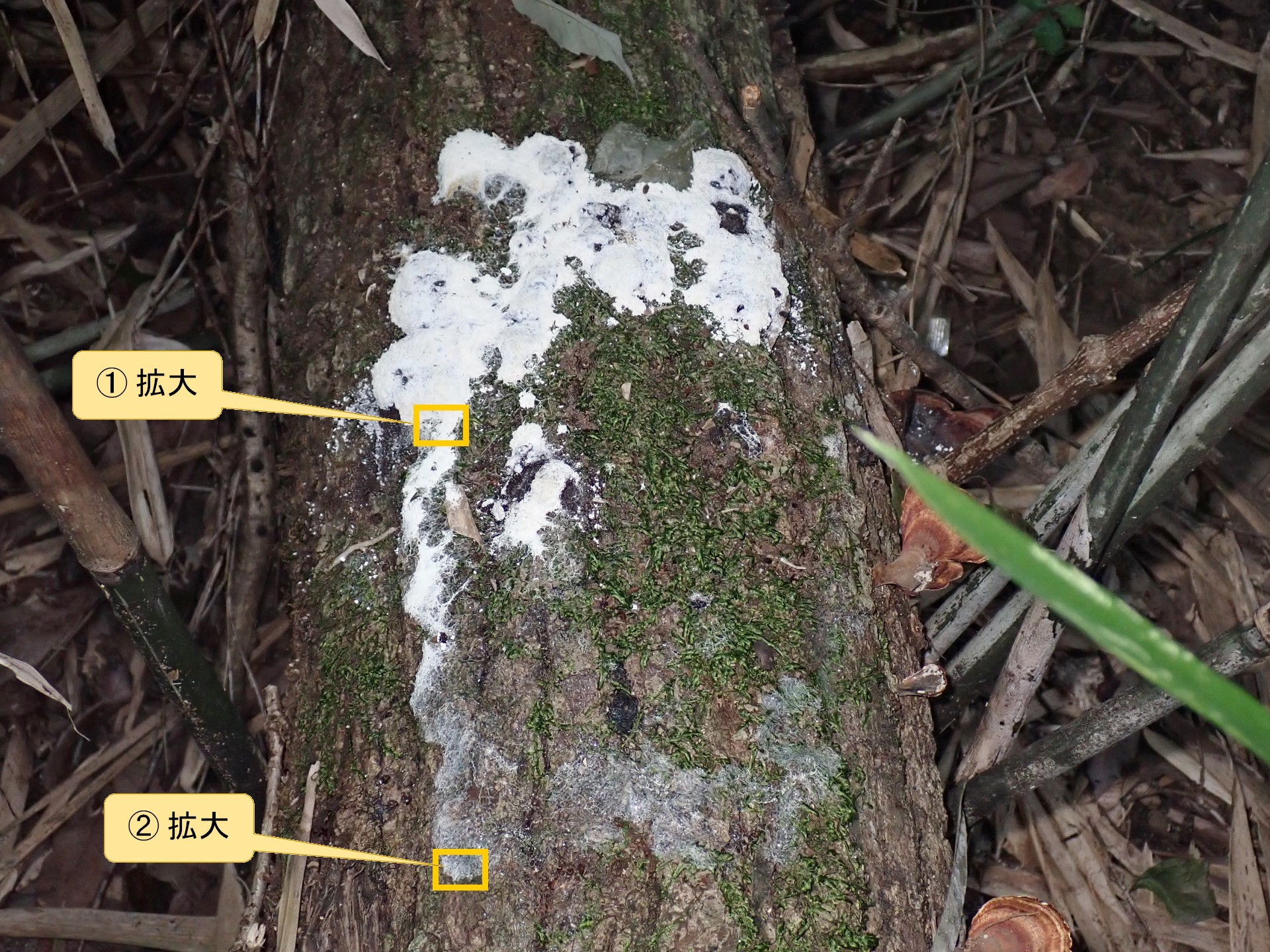 ススホコリの仲間 の高画質写真です。横浜市で、2025年9月2日に撮影したものです。