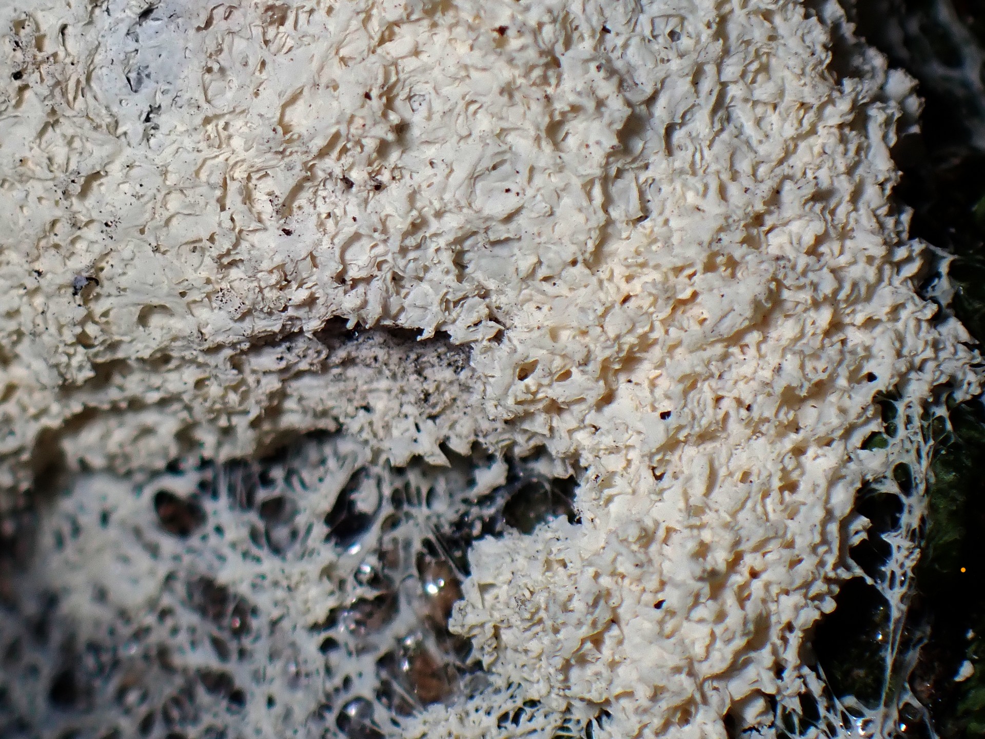 ススホコリの仲間 の高画質写真です。横浜市で、2025年9月2日に撮影したものです。