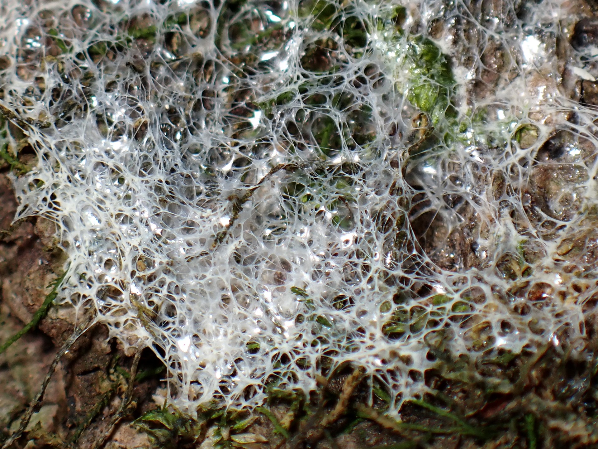 ススホコリの仲間 の高画質写真です。横浜市で、2025年9月2日に撮影したものです。