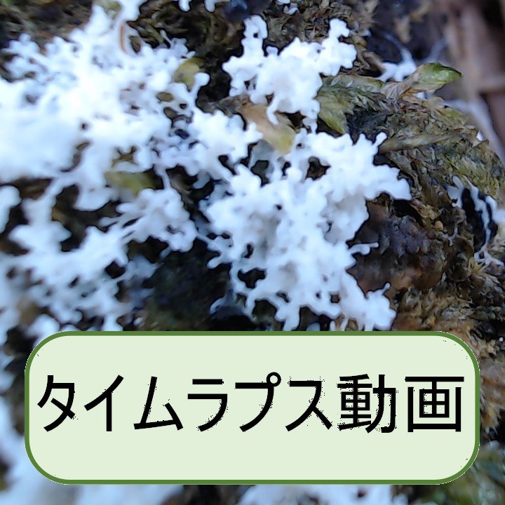 ススホコリの仲間?
