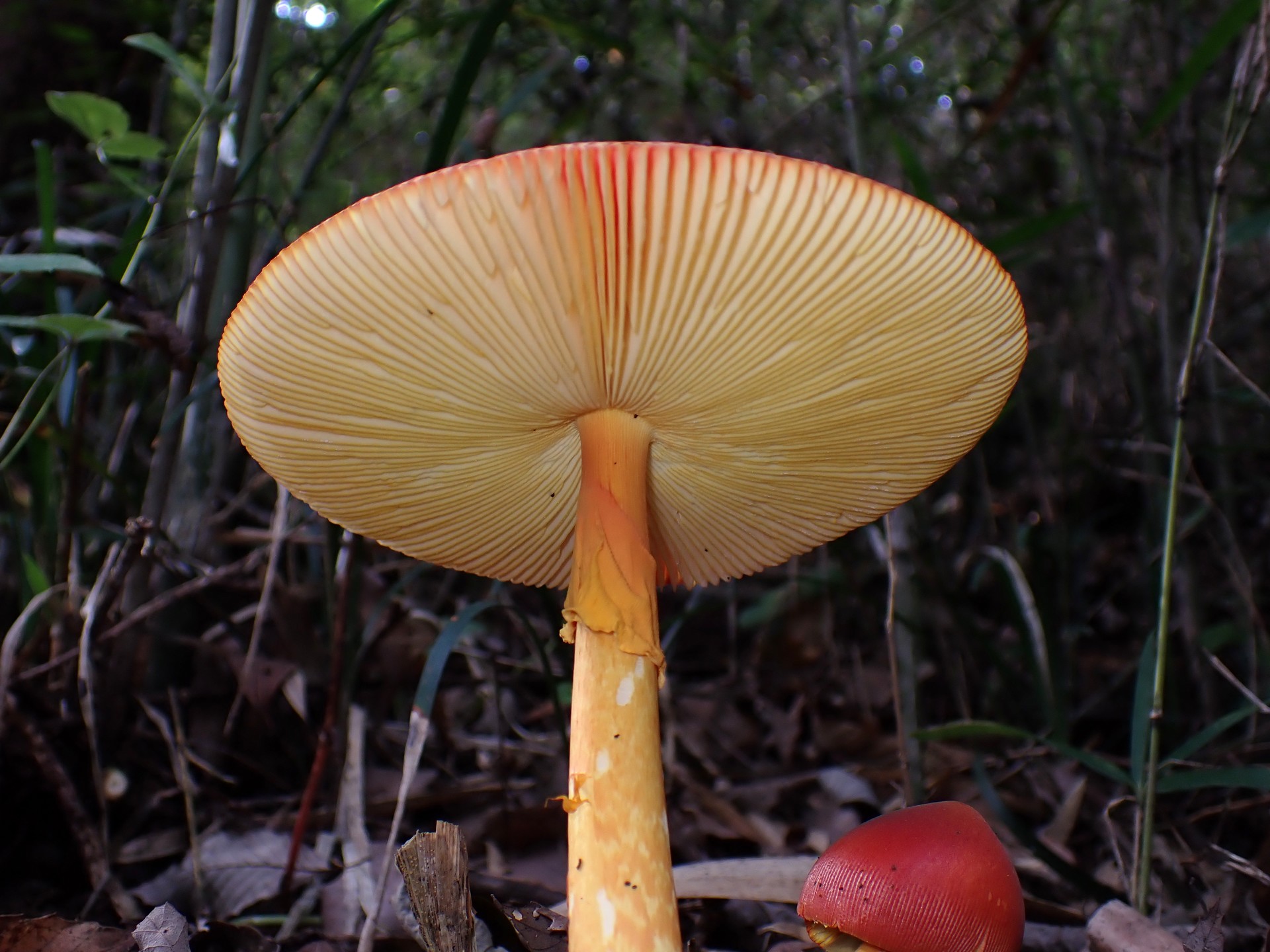 タマゴタケ の高画質写真です。横浜市で、2025年9月23日に撮影したものです。