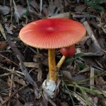 タマゴタケ の高画質写真です。横浜市で、2025年9月23日に撮影したものです。