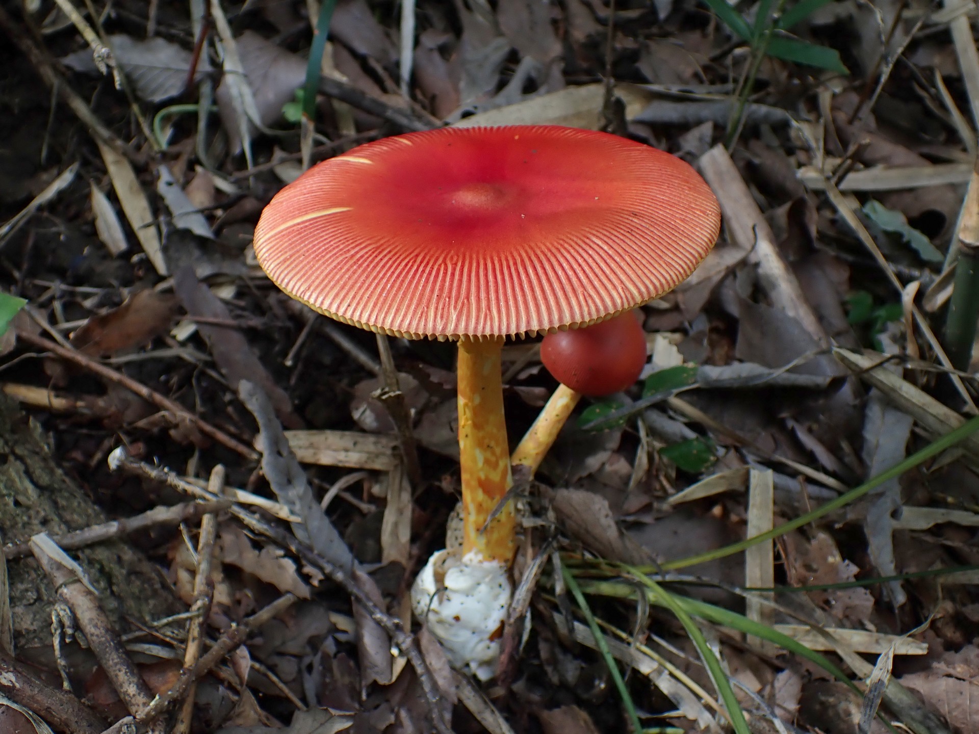 タマゴタケ の高画質写真です。横浜市で、2025年9月23日に撮影したものです。