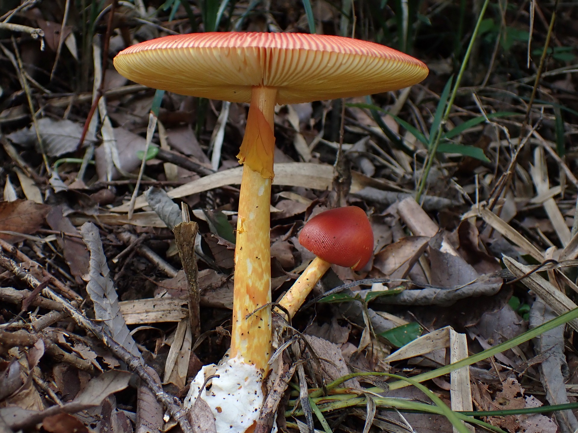 タマゴタケ の高画質写真です。横浜市で、2025年9月23日に撮影したものです。