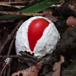 タマゴタケ の高画質写真です。横浜市で、2025年9月29日に撮影したものです。