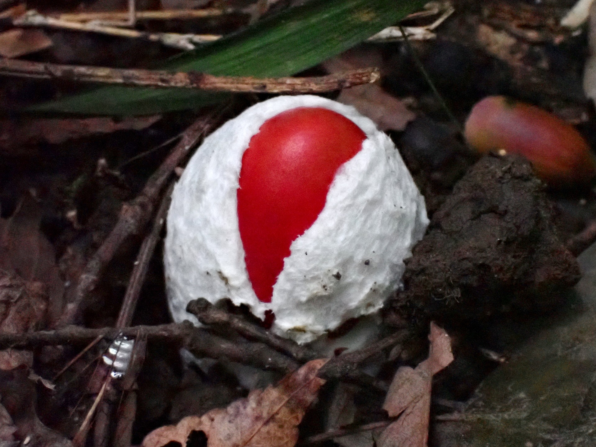 タマゴタケ の高画質写真です。横浜市で、2025年9月29日に撮影したものです。