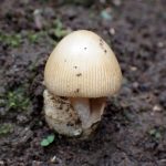 タマゴタケモドキ の高画質写真です。横浜市で、2025年9月20日に撮影したものです。