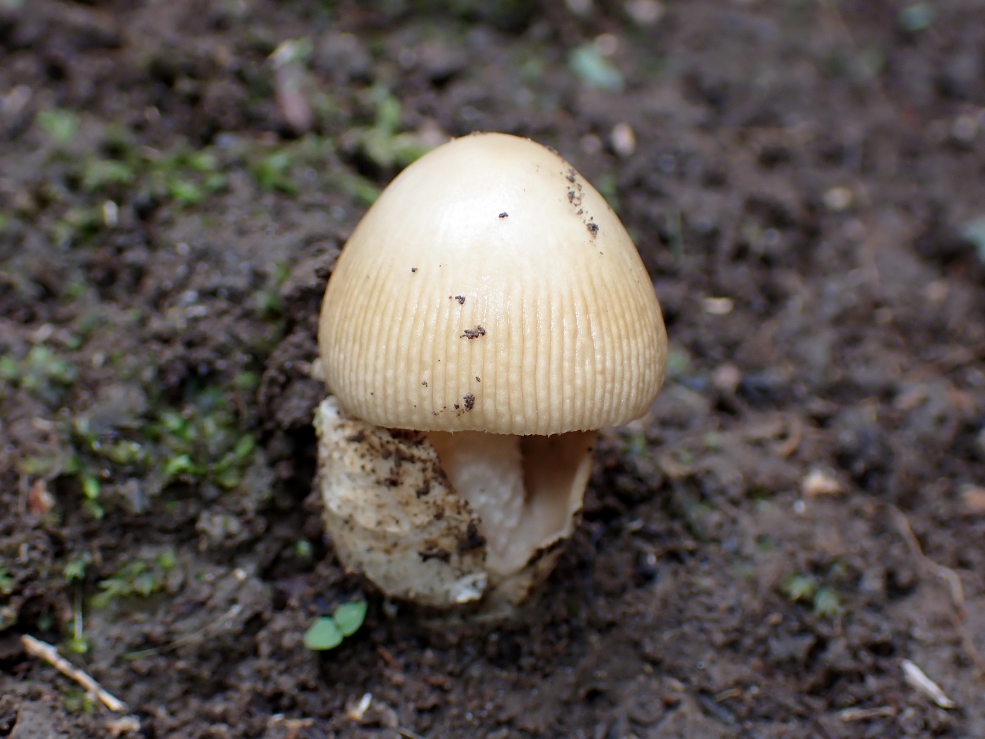 タマゴタケモドキ の高画質写真です。横浜市で、2025年9月20日に撮影したものです。