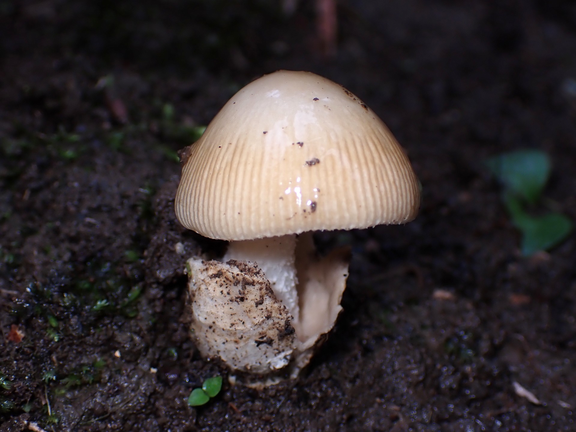 タマゴタケモドキ の高画質写真です。横浜市で、2025年9月20日に撮影したものです。