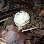 テングタケの仲間 の高画質写真です。横浜市で、2025年9月20日に撮影したものです。