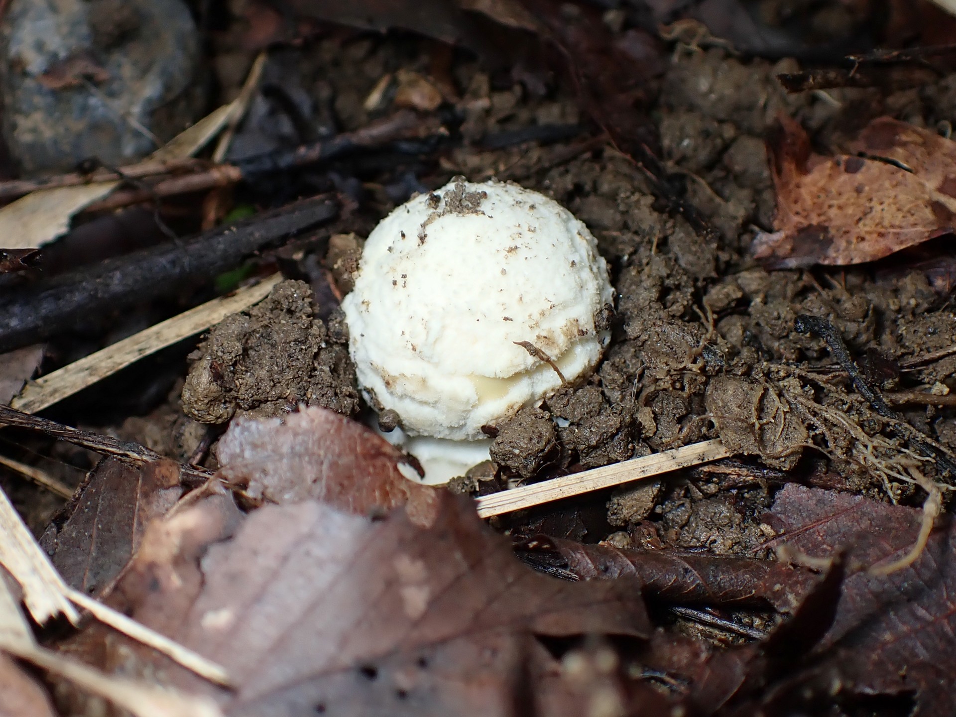 テングタケの仲間 の高画質写真です。横浜市で、2025年9月20日に撮影したものです。