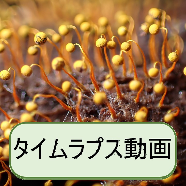 ツキヌキモジホコリ