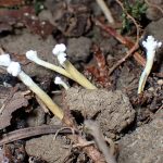 ツクツクボウシタケ の高画質写真です。横浜市で、2025年9月4日に撮影したものです。