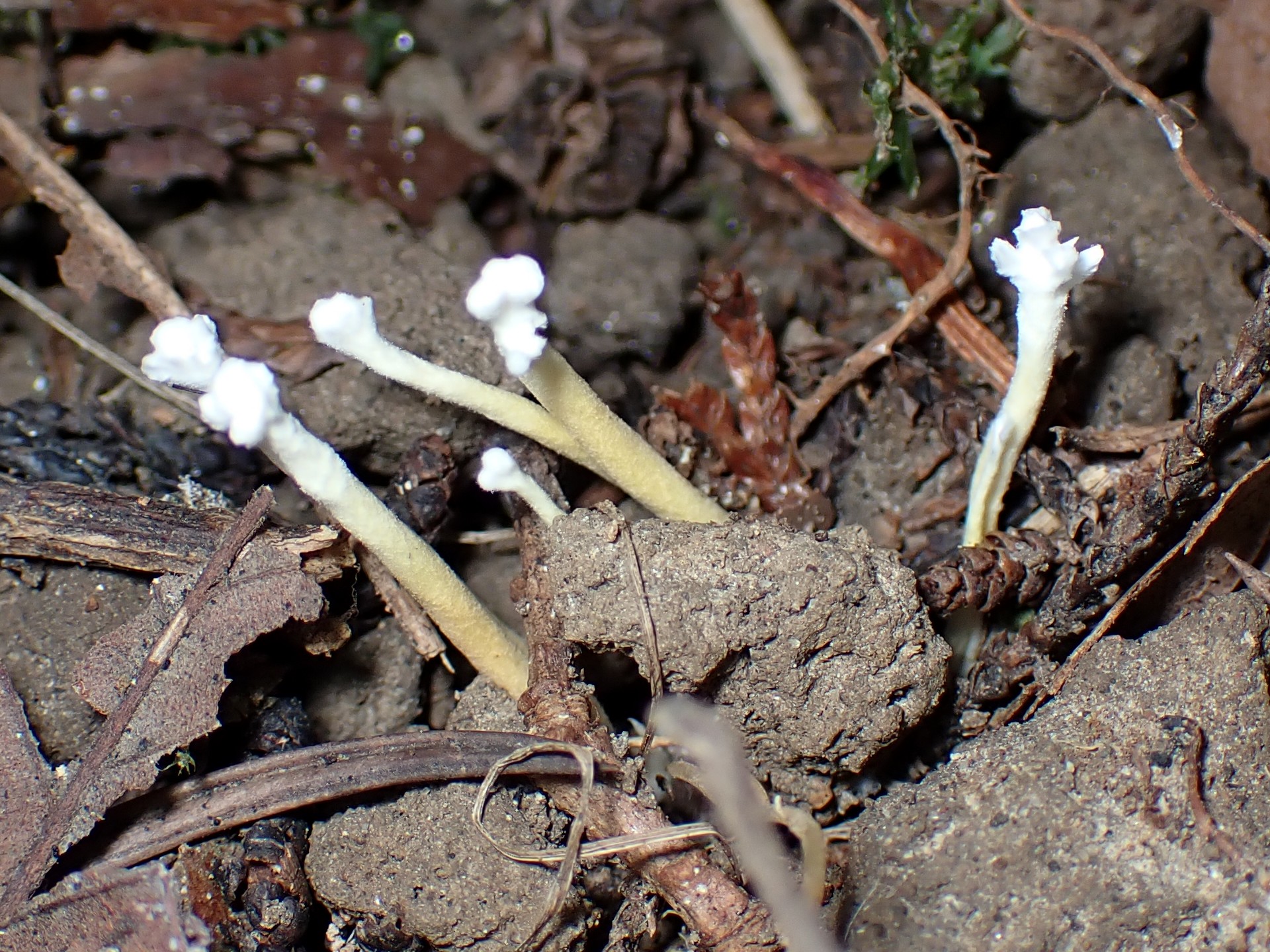 ツクツクボウシタケ の高画質写真です。横浜市で、2025年9月4日に撮影したものです。