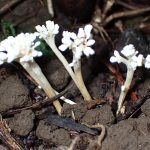 ツクツクボウシタケ の高画質写真です。横浜市で、2025年9月7日に撮影したものです。