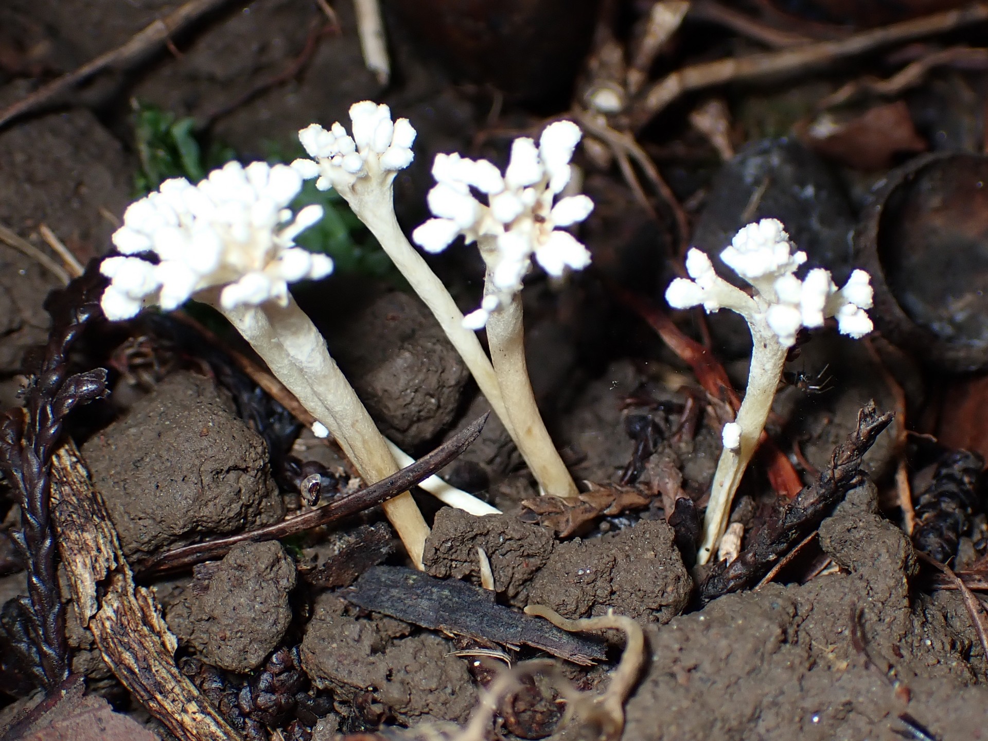 ツクツクボウシタケ の高画質写真です。横浜市で、2025年9月7日に撮影したものです。