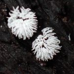 ツノホコリ の高画質写真です。横浜市で、2025年9月9日に撮影したものです。