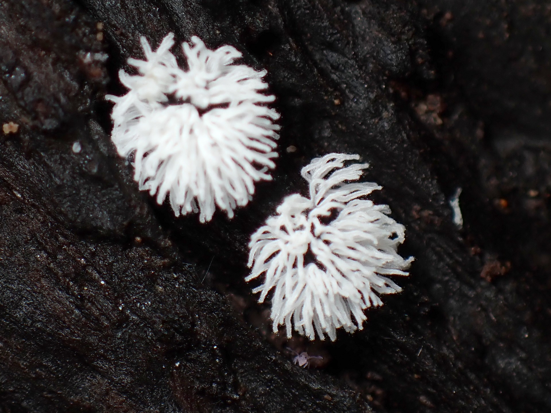 ツノホコリ の高画質写真です。横浜市で、2025年9月9日に撮影したものです。