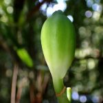 ウバユリ の高画質写真です。横浜市で、2025年9月6日に撮影したものです。