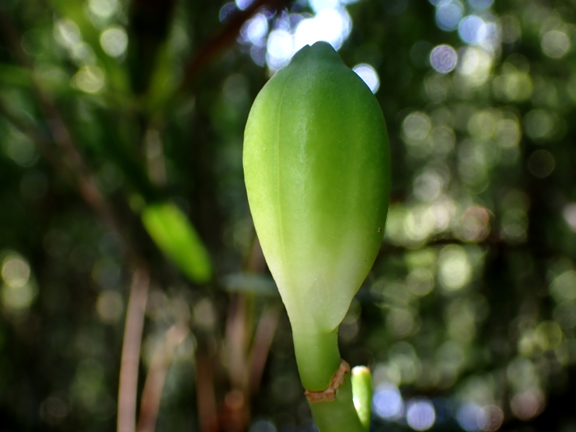 ウバユリ の高画質写真です。横浜市で、2025年9月6日に撮影したものです。