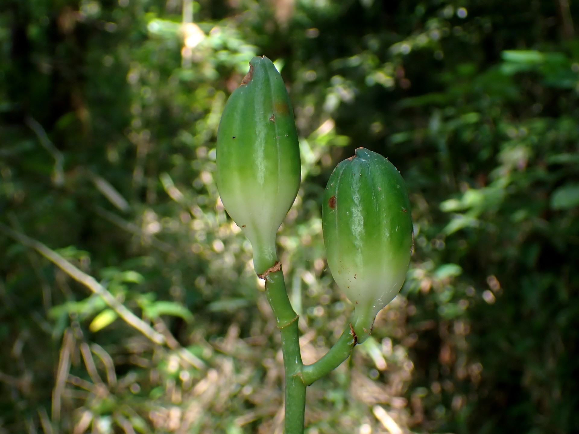 ウバユリ の高画質写真です。横浜市で、2025年9月6日に撮影したものです。