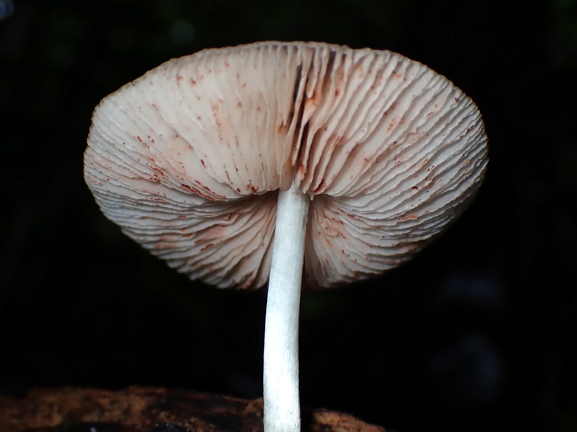 ウラベニガサ の高画質写真です。横浜市で、2025年9月4日に撮影したものです。