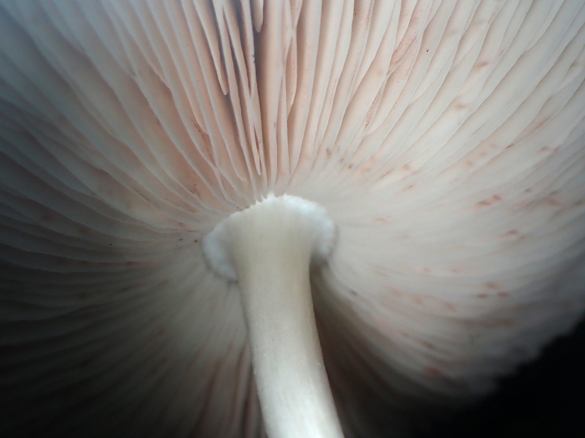 ウラベニガサ の高画質写真です。横浜市で、2025年9月9日に撮影したものです。