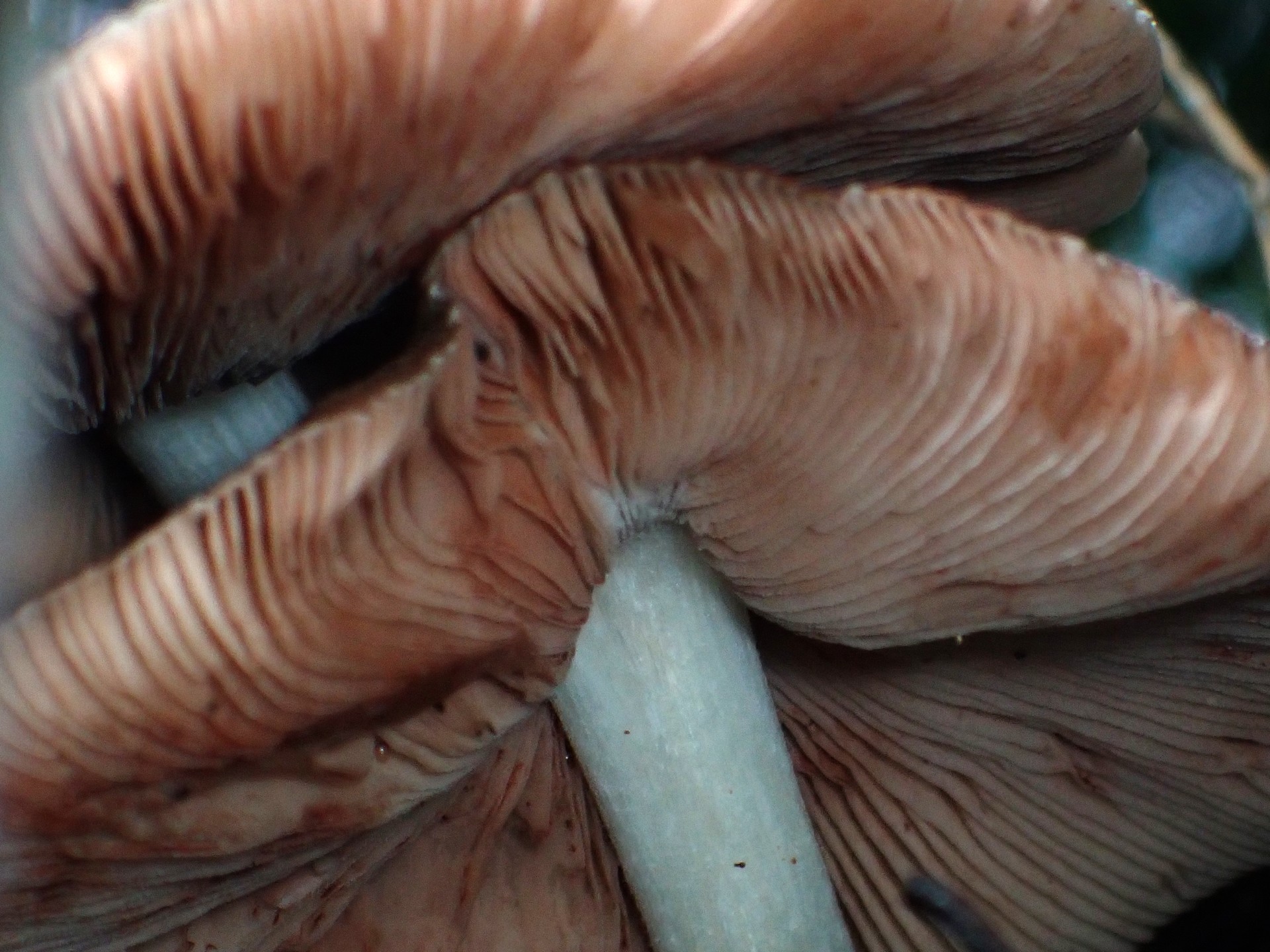 ウラベニガサ の高画質写真です。横浜市で、2025年9月20日に撮影したものです。