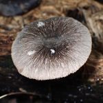 ウラベニガサ の高画質写真です。横浜市で、2025年9月4日に撮影したものです。