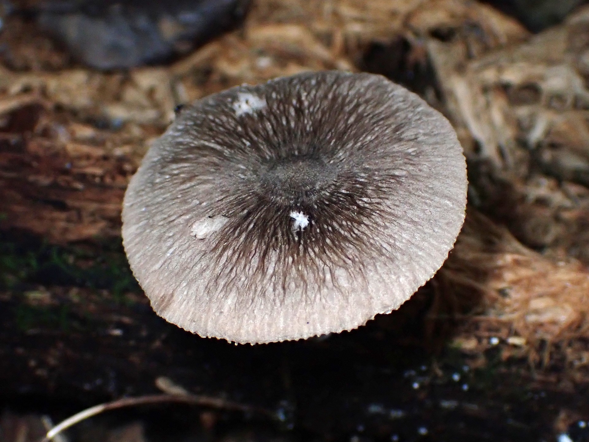 ウラベニガサ の高画質写真です。横浜市で、2025年9月4日に撮影したものです。