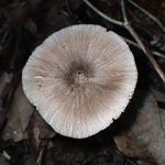 ウラベニガサ の高画質写真です。横浜市で、2025年9月9日に撮影したものです。