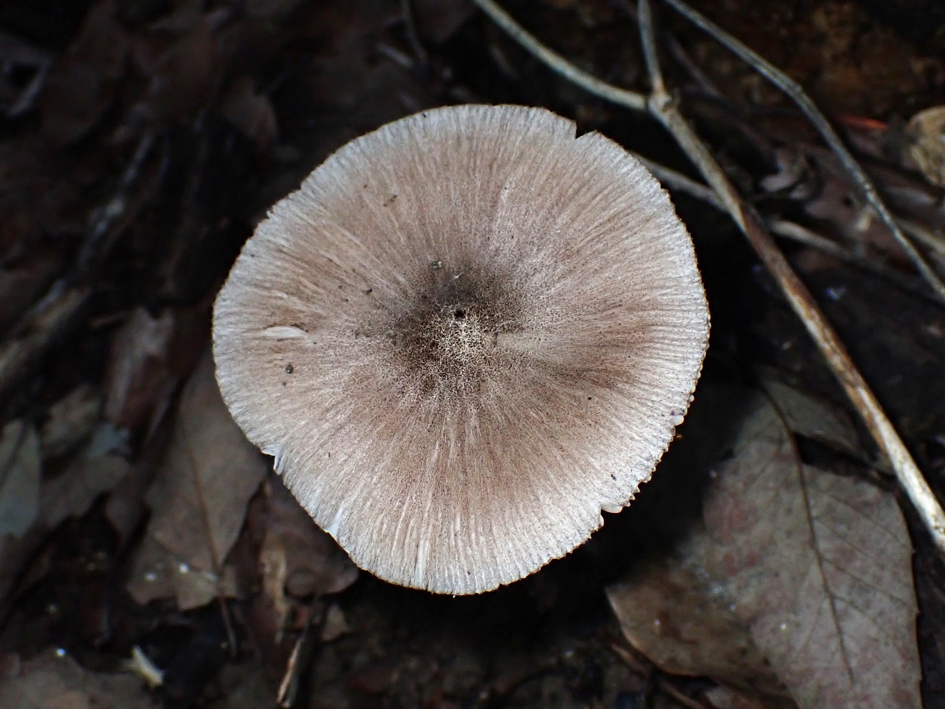 ウラベニガサ の高画質写真です。横浜市で、2025年9月9日に撮影したものです。