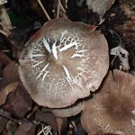 ウラベニガサ の高画質写真です。横浜市で、2025年9月20日に撮影したものです。