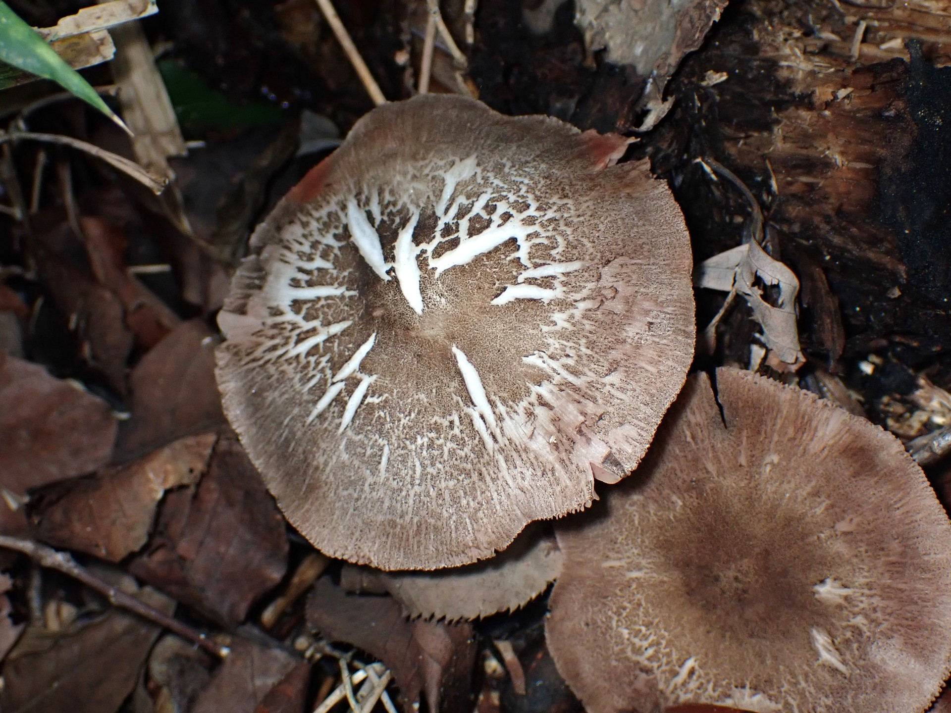 ウラベニガサ の高画質写真です。横浜市で、2025年9月20日に撮影したものです。