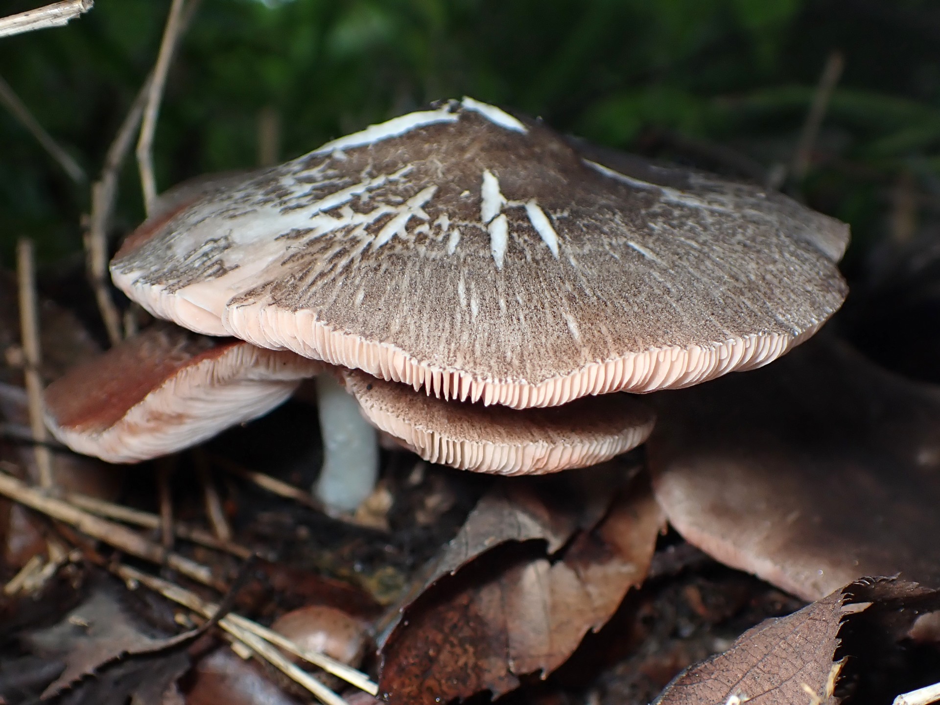 ウラベニガサ の高画質写真です。横浜市で、2025年9月20日に撮影したものです。